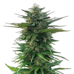 Big Yeti fem. Seedstockers Superior