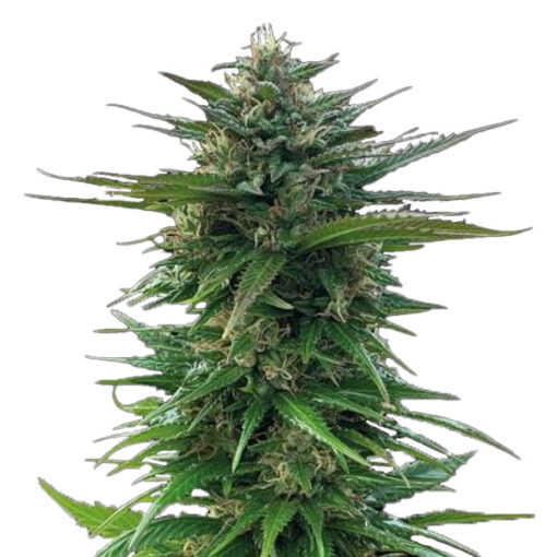 Big Yeti fem. Seedstockers Superior