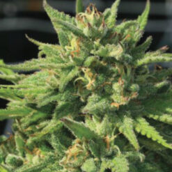 Bigfoot Glue 5 u. fem Humbold Seeds Company