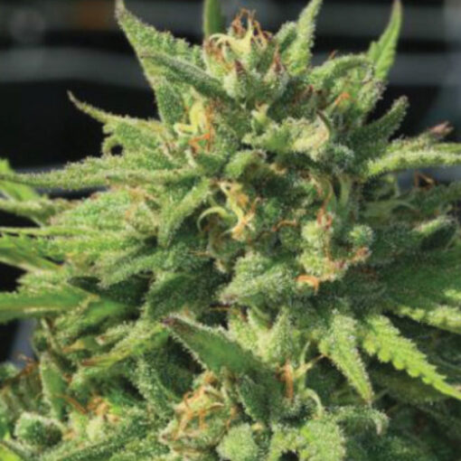 Bigfoot Glue 5 u. fem Humbold Seeds Company