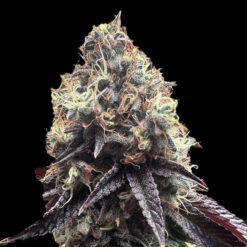 Bilbo Pound Cake fem. Genehtik