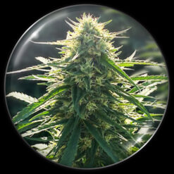 BioRelief CBD  3 u. fem. Medical seeds