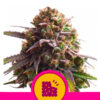 Biscotti fem. Royal Queen
