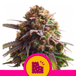 Biscotti fem. Royal Queen