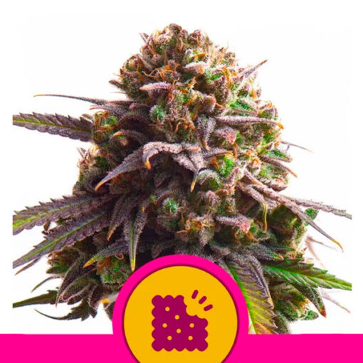 Biscotti fem. Royal Queen