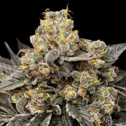 Biscotti Zkittlez fem. 00 Seeds