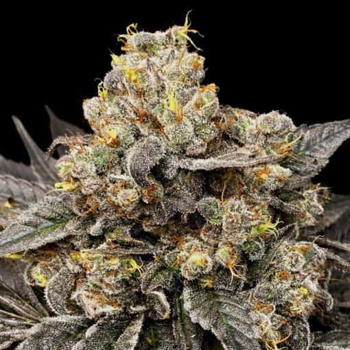 Biscotti Zkittlez fem. 00 Seeds