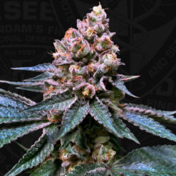 Black Apple Hitchcock fem. 710 Limited Pack T.H. Seeds.