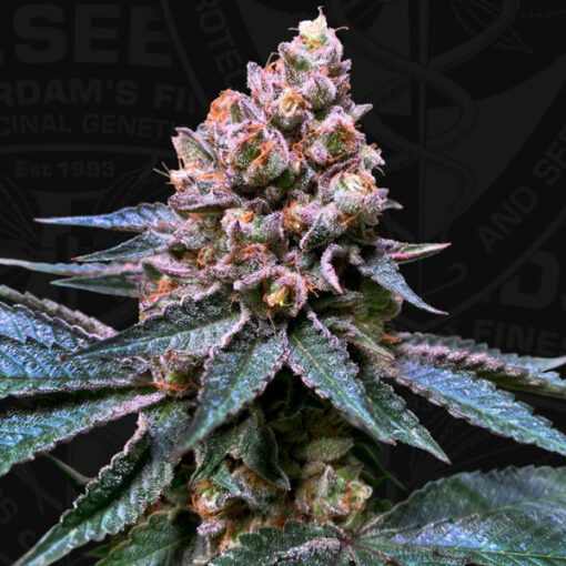 Black Apple Hitchcock fem. 710 Limited Pack T.H. Seeds.
