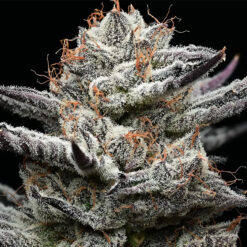 Black Cherry Gushers  1 u. fem. Barney's x Backpack Boyz