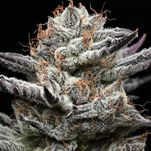 Black Cherry Gushers  1 u. fem. Barney's x Backpack Boyz