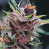 Black Cherry Punch fem. Pyramid Seeds