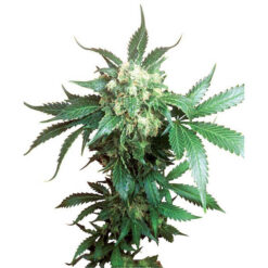 Black Domina 10 u. reg. Sensi Seeds