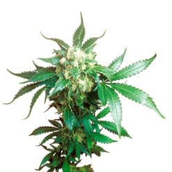Black Domina fem. Sensi Seeds