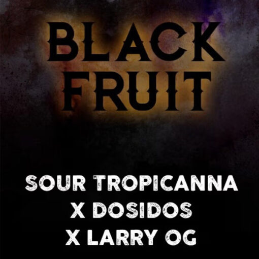 Black Fruit fem. Tramuntana Seeds