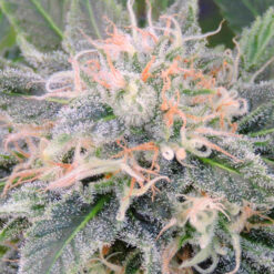Black Ghost OG fem. Original Sensible