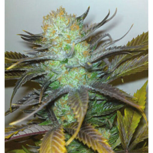 Black Hole. Elite Seeds