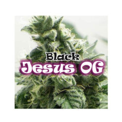 Black Jesus OG fem. Dr Underground