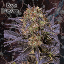 Black Lebanon fem. Geneseeds