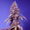 Black Muffin F1 Fast Version fem. Sweet Seeds