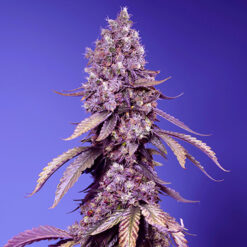 Black Muffin F1 Fast Version fem. Sweet Seeds