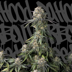 Black Pearl. DaHood Urban Seeds
