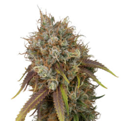 Black Rainbow fem. Seedstockers