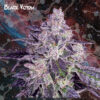 Black Venom fem. Nemeseeds