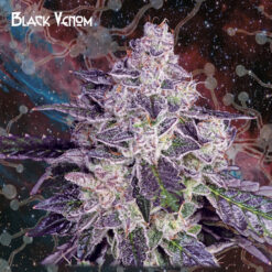 Black Venom fem. Nemeseeds