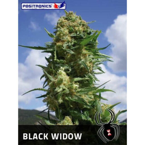 Black Widow fem. Positronics Seeds