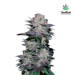 Blackberry Auto fem. FastBuds Seeds