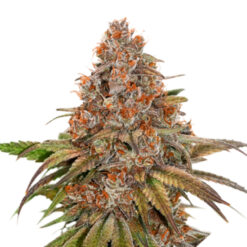 Blackberry Gum fem. Seedstockers