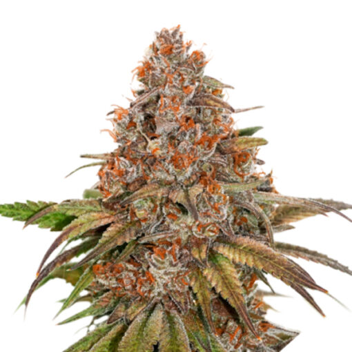 Blackberry Gum fem. Seedstockers