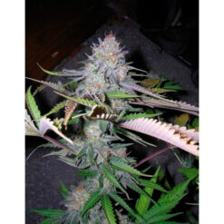 Blackjack 10 u. reg. The Sativaseed Bank