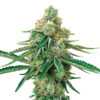 Blackjack fem. Nirvana