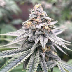 Blood Diamonds 2.0 - 7 u. fem Conscious Genetics