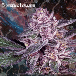 Bloodfire Lebanon fem. Nemeseeds