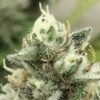 Blowrange fem. Limited Edition Grateful Seeds