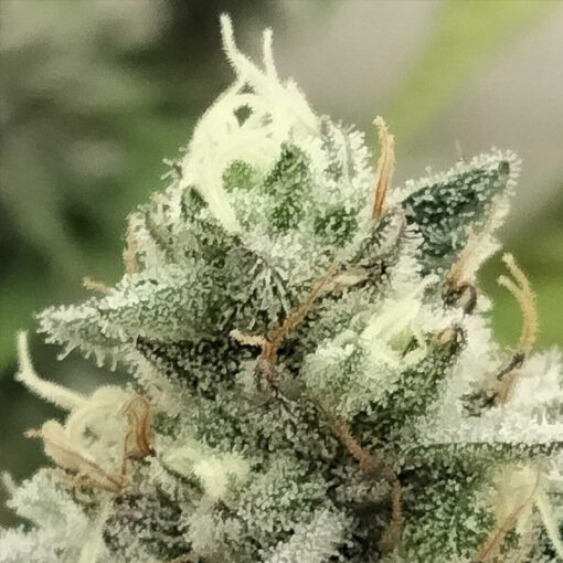 Blowrange fem. Limited Edition Grateful Seeds