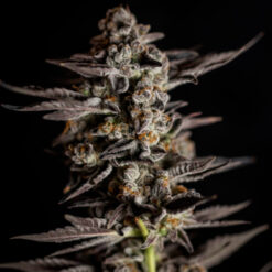 Blue Cheese. Expert Seeds