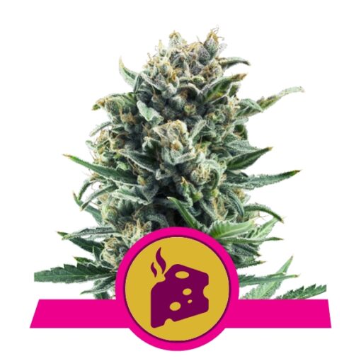 Blue Cheese fem. Royal Queen