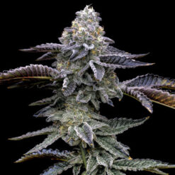 Blue Dream  1 u. fem. Barney's