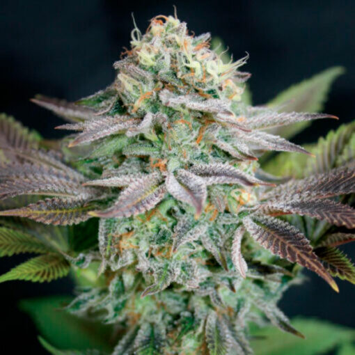 Blue Dream fem. Garden of Green Seeds