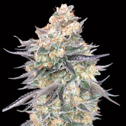 Blue Dream fem. 00 Seeds