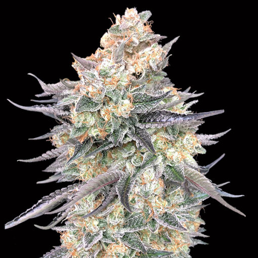Blue Dream fem. 00 Seeds