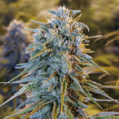 Blue Dream fem. Humboldt Seed Organization