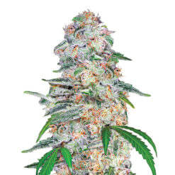 Blue Dream fem. Nirvana