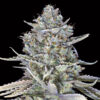 Blue Dream Fast fem. 00 Seeds