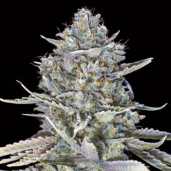 Blue Dream Fast fem. 00 Seeds