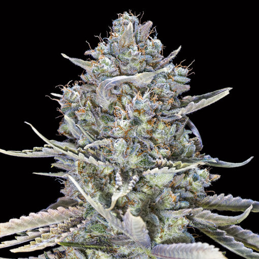 Blue Dream Fast fem. 00 Seeds